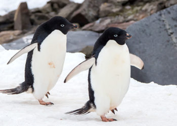 Manchot Adélie – Faits, régime et information sur l’habitat