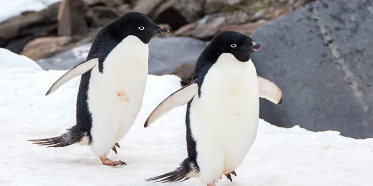 Manchot Adélie – Faits, régime et information sur l’habitat