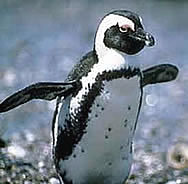 Pingouin africain