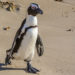 Pingouin africain – Faits, régime et information sur l’habitat