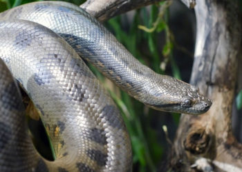 Serpent Anaconda – Faits, régime et information sur l’habitat