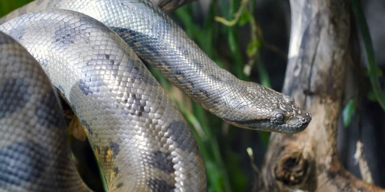 Serpent Anaconda – Faits, régime et information sur l’habitat