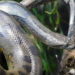 Serpent Anaconda – Faits, régime et information sur l’habitat