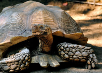 Tortue éperonnée africaine – Faits, informations et photos