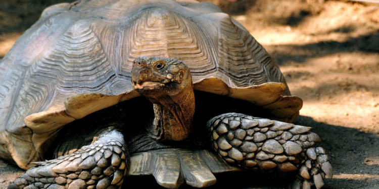 Tortue éperonnée africaine – Faits, informations et photos