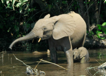 Éléphant de forêt d’Afrique – Faits, régime alimentaire et renseignements sur l’habitat