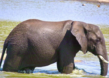 Éléphants d’Afrique – Faits, informations et images clés