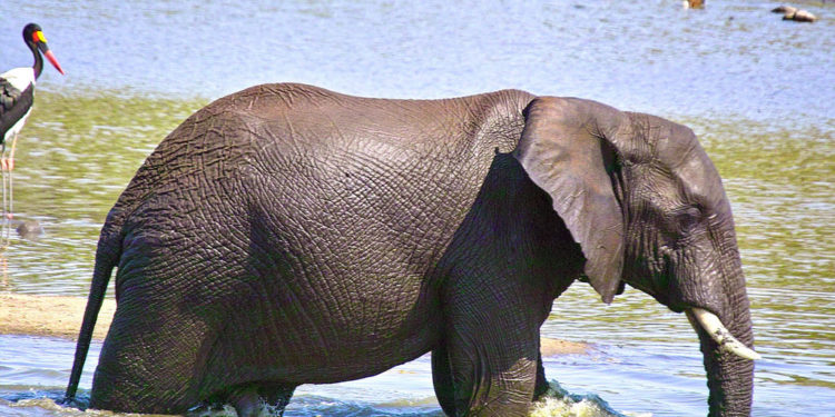 Éléphants d’Afrique – Faits, informations et images clés