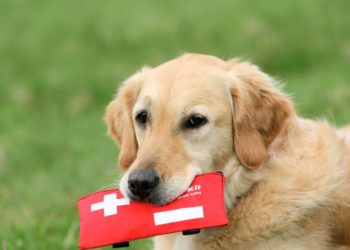 10 choses dont vous avez besoin dans votre trousse de premiers soins pour animaux de compagnie