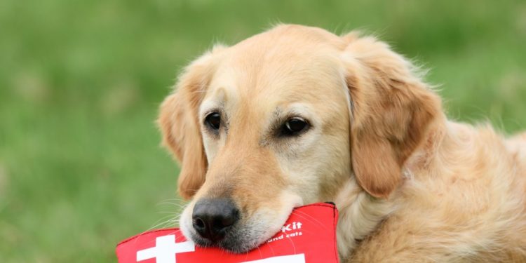 10 choses dont vous avez besoin dans votre trousse de premiers soins pour animaux de compagnie