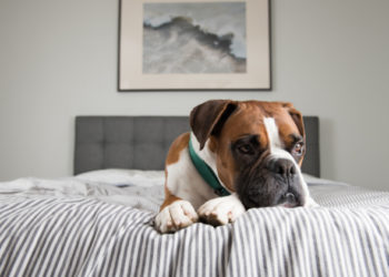 10 conseils de sécurité pour animaux de compagnie lorsque votre chien est seul à la maison