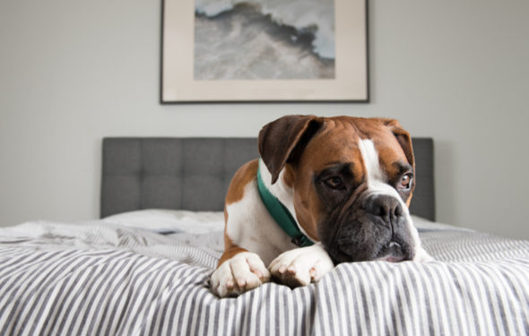 10 conseils de sécurité pour animaux de compagnie lorsque votre chien est seul à la maison