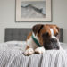 10 conseils de sécurité pour animaux de compagnie lorsque votre chien est seul à la maison