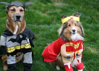 10 conseils de sécurité pour les animaux domestiques à Halloween