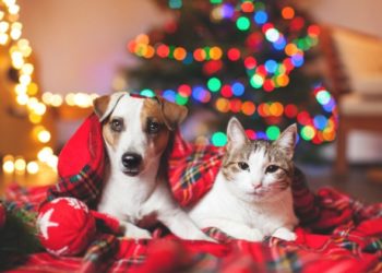 10 conseils de sécurité pour les animaux pendant les vacances