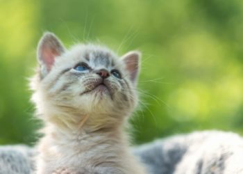 10 conseils pour un chaton heureux et en bonne santé