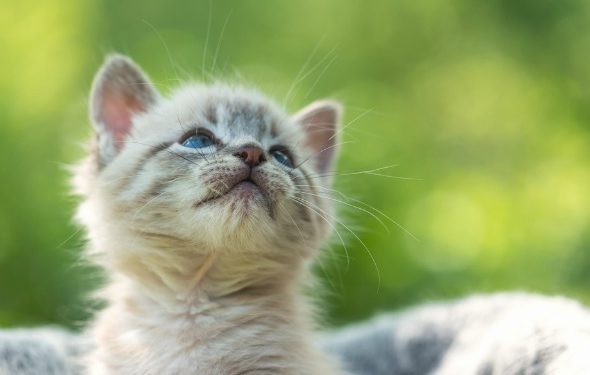 10 conseils pour un chaton heureux et en bonne santé