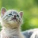 10 conseils pour un chaton heureux et en bonne santé