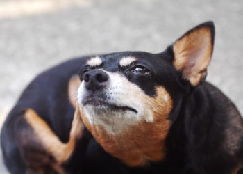 10 faits bizarres sur les puces et les tiques que vous devez savoir