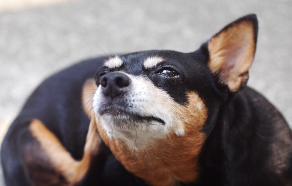 10 faits bizarres sur les puces et les tiques que vous devez savoir