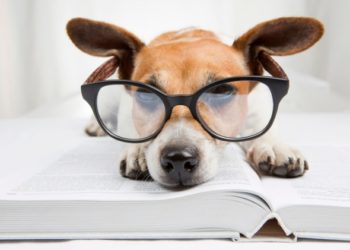 10 faits sur les tiques | Animauxinfo