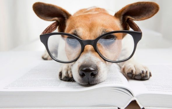 10 faits sur les tiques | Animauxinfo