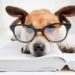 10 faits sur les tiques | Animauxinfo