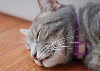 10 façons d’empêcher les puces de mordre votre chat