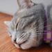 10 façons d’empêcher les puces de mordre votre chat