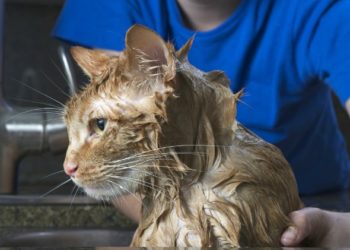 10 façons d’empêcher les tiques de mordre votre chat