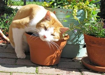 10 herbes pour améliorer la santé de votre chat