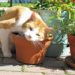 10 herbes pour améliorer la santé de votre chat