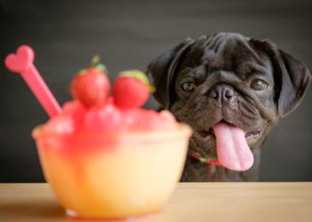 10 meilleurs noms d’aliments pour chiens »wiki utile Noms de chiots inspirés de la nourriture