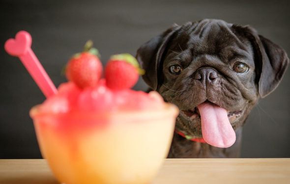 10 meilleurs noms d’aliments pour chiens »wiki utile Noms de chiots inspirés de la nourriture