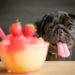 10 meilleurs noms d’aliments pour chiens »wiki utile Noms de chiots inspirés de la nourriture