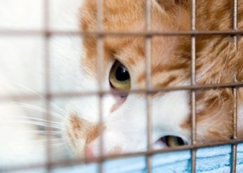 10 mythes courants sur les refuges pour animaux démystifiés