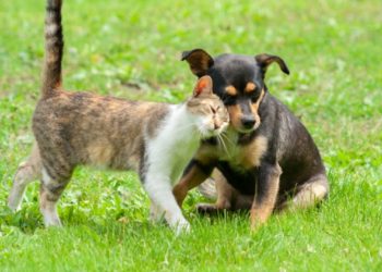 10 mythes sur les vers du cœur | Animauxinfo