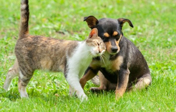 10 mythes sur les vers du cœur | Animauxinfo