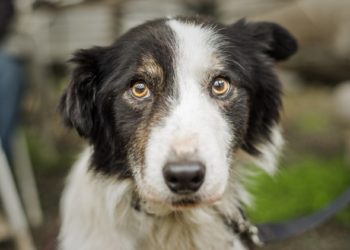 10 médicaments pour l’anxiété des chiens