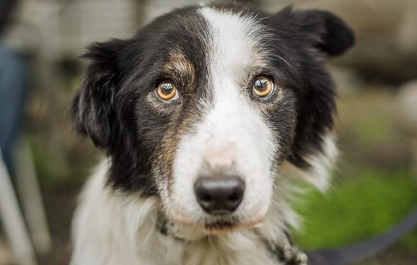 10 médicaments pour l’anxiété des chiens