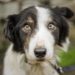 10 médicaments pour l’anxiété des chiens