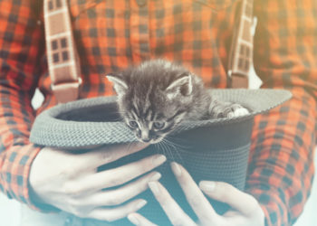 10 noms de chats classiques d’autrefois | Noms classiques pour chats
