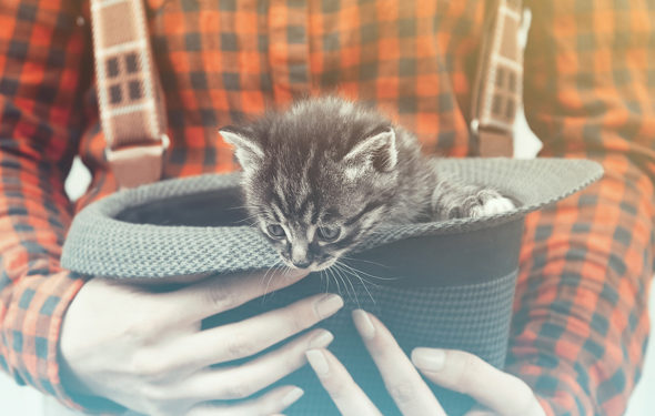 10 noms de chats classiques d’autrefois | Noms classiques pour chats