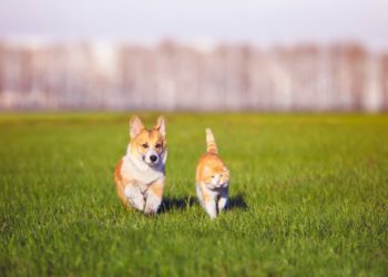 10 questions auxquelles chaque fabricant d’aliments pour animaux de compagnie devrait répondre