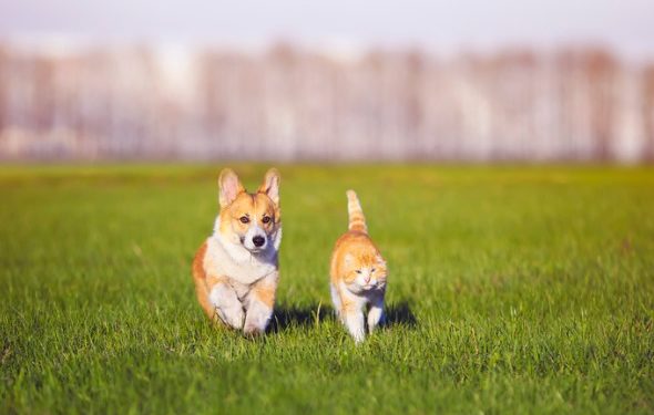 10 questions auxquelles chaque fabricant d’aliments pour animaux de compagnie devrait répondre