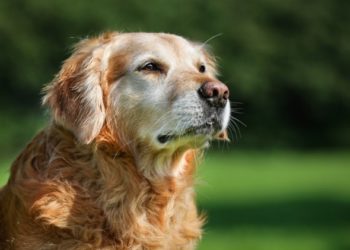10 signes de cancer chez les chiens