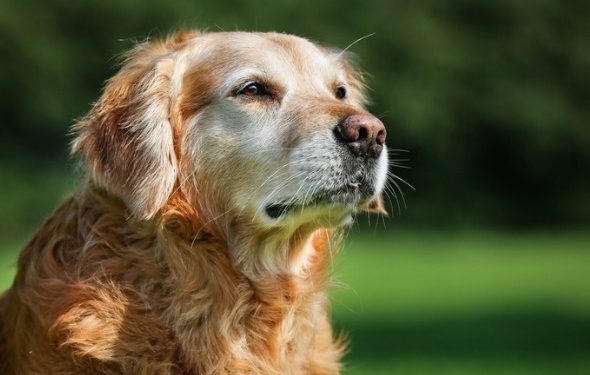 10 signes de cancer chez les chiens