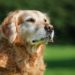 10 signes de cancer chez les chiens