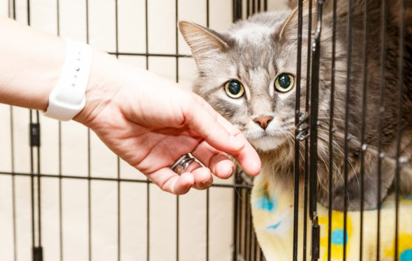 10 signes d’un mauvais sauvetage d’animaux