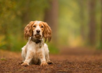 11 FAQ sur les piqûres de tiques sur les chiens